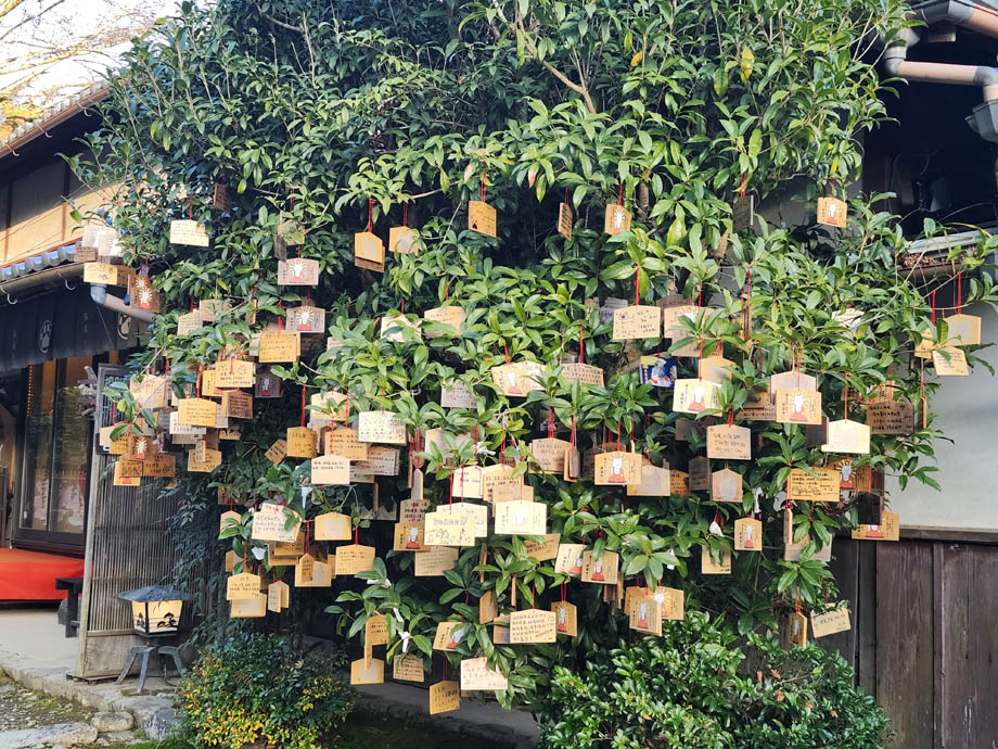 猫猫寺の木に吊るされている絵馬たち