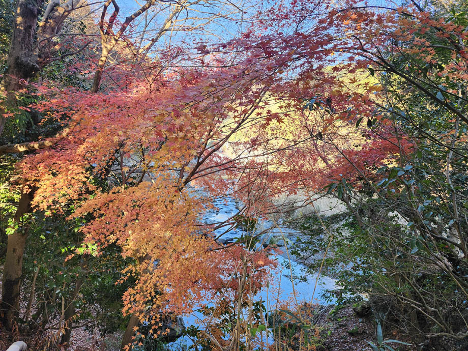 八瀬の残っている紅葉と川